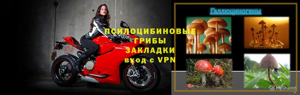 сатива Беломорск