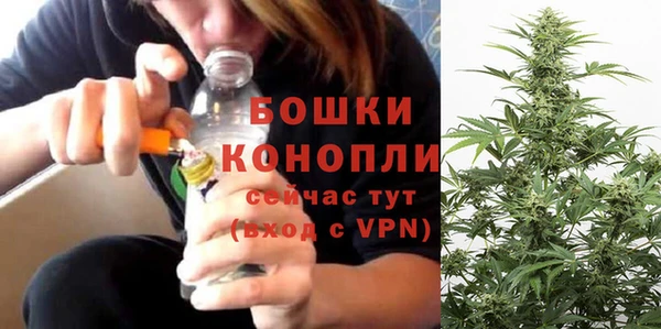 сатива Беломорск